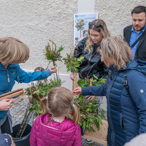 Palmsonntag Pfarre Kirchdorf an der Krems