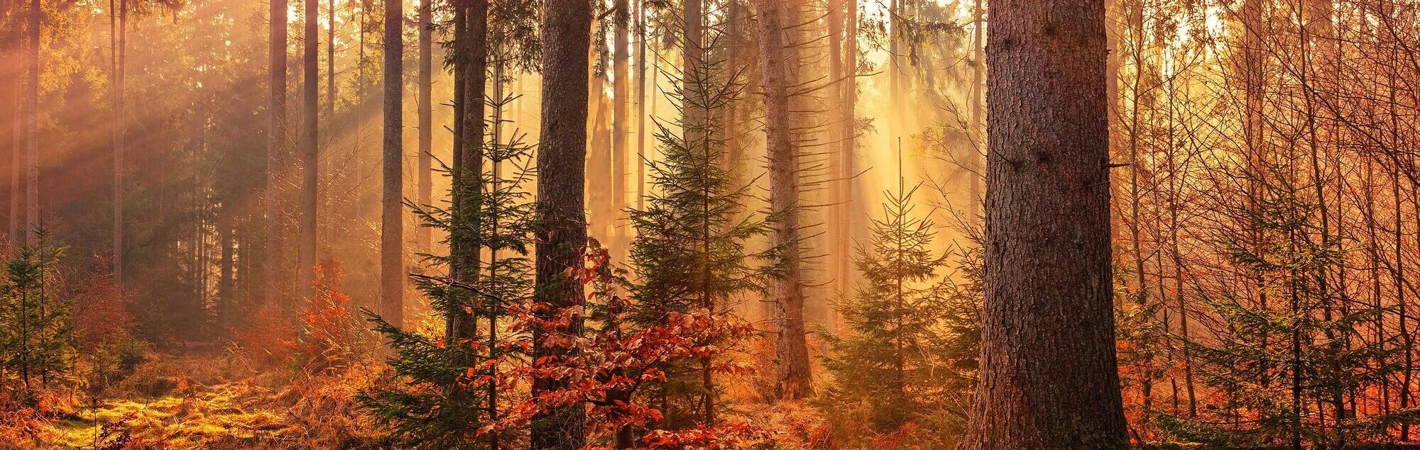 Sonne scheint durch Herbstwald