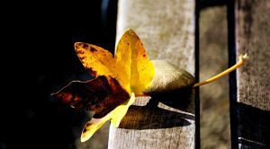 Herbstblatt