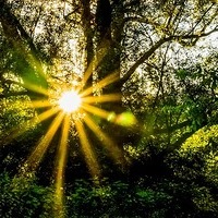 Sonnenstrahl durch Bäume