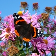 Schmetterling. © Stefanie Petelin