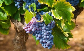 Wein