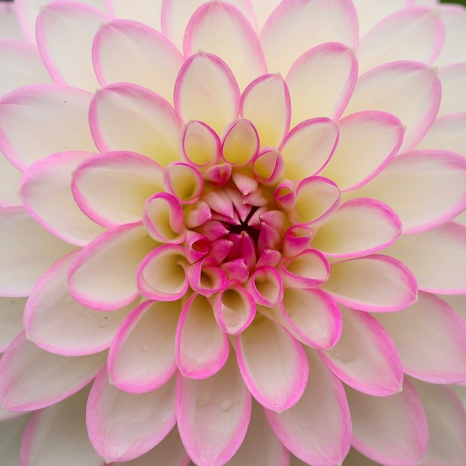 Rosa Dahlie