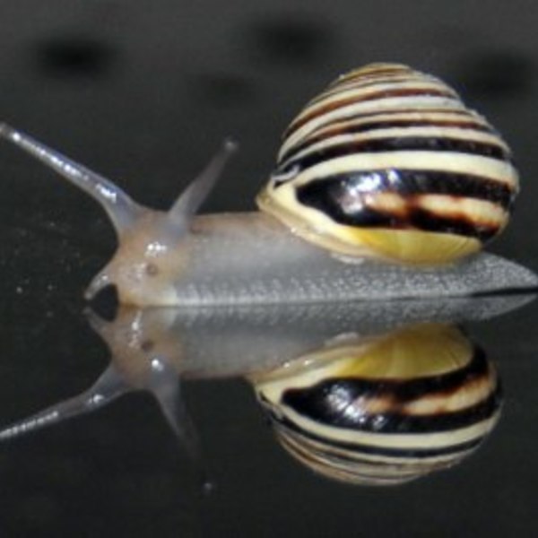 Schnecke