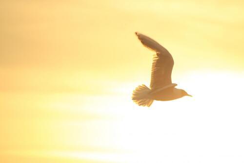 Taube am Himmel