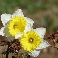 Narzisse