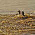 Enten